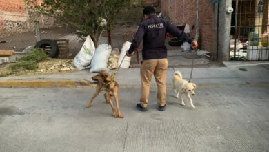 La Piedad, Maltrato Animal, Prodena
