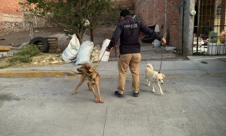 La Piedad, Maltrato Animal, Prodena