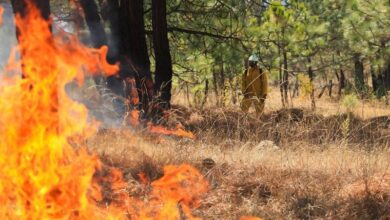 Incendios forestales, Michoacán, Nuevo Urecho