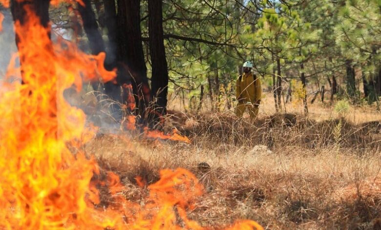 Incendios forestales, Michoacán, Nuevo Urecho