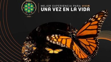 mariposas monarca