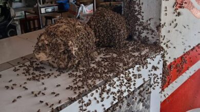 Coahuayana, Michoacán, Abejas