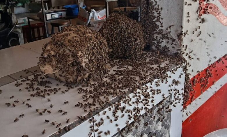 Coahuayana, Michoacán, Abejas