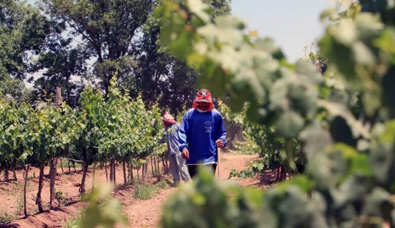 Querétaro, Tequisquiapan, Enoturismo