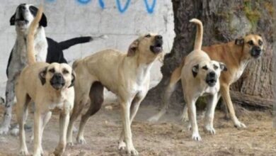 Perros callejeros