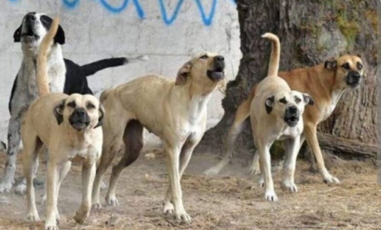 Perros callejeros