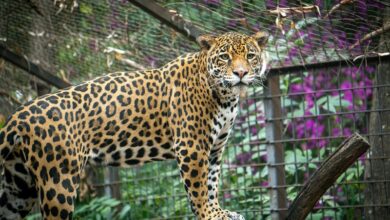Zoológico de Morelia