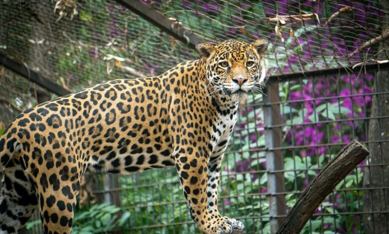 Zoológico de Morelia