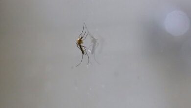 Michoacán, Dengue