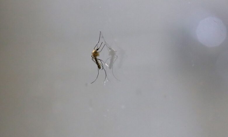 Michoacán, Dengue