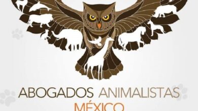 Animalismo, Michoacán, Caballos Bailadores, Maltrato Animal