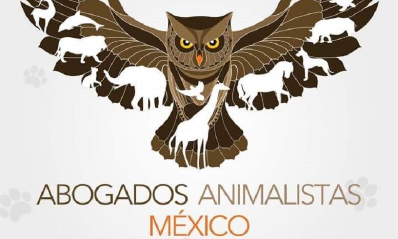 Animalismo, Michoacán, Caballos Bailadores, Maltrato Animal