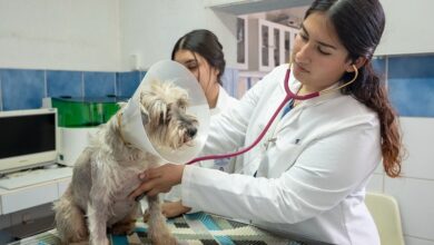 UMSNH, Medicina Veterinaria