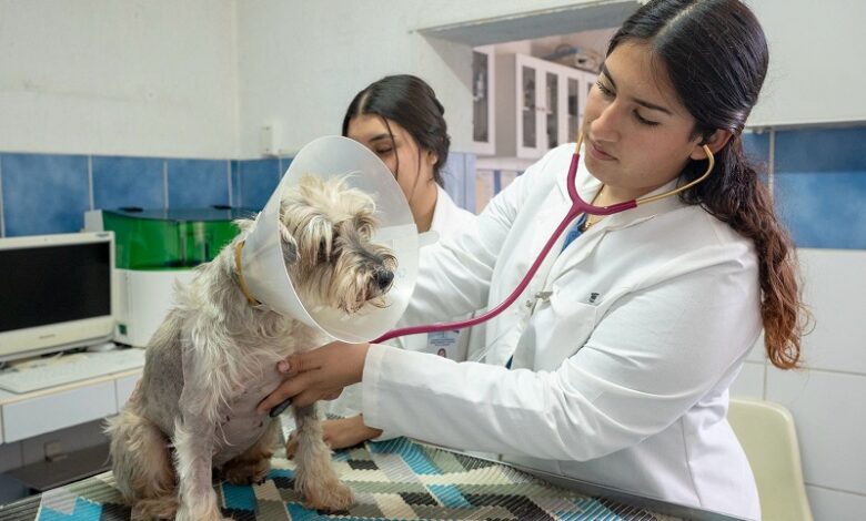 UMSNH, Medicina Veterinaria