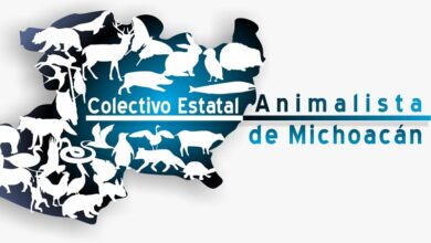 Bienestar animal, Michoacán