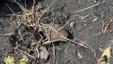 Zamora, Explosivos