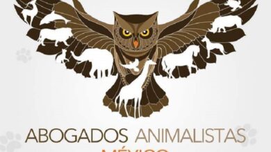 Crueldad animal, violencia juvenil, Michoacán