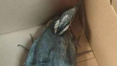 Ziracuaretiro, Rescate Animal, Garza