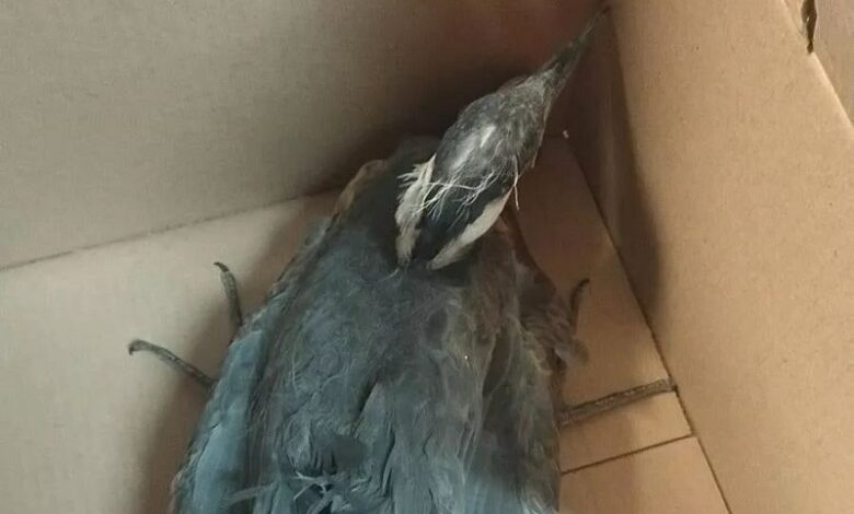 Ziracuaretiro, Rescate Animal, Garza