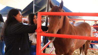 Mujeres y caballo