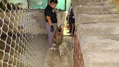 Perros rescatados