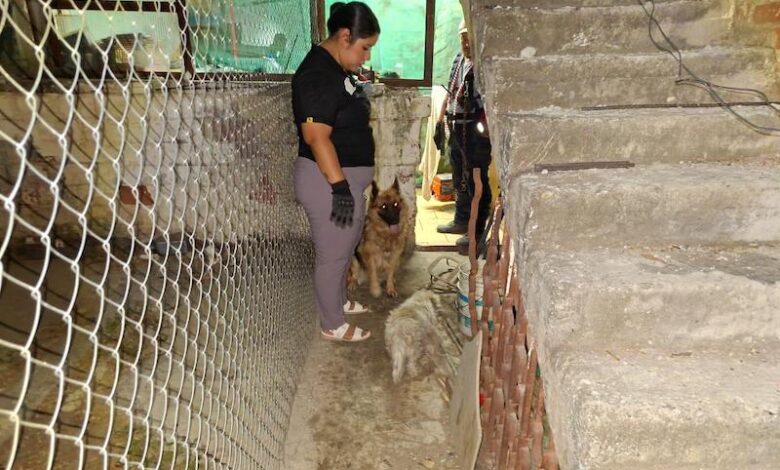 Perros rescatados