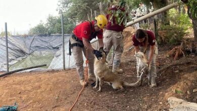 Perros rescatados