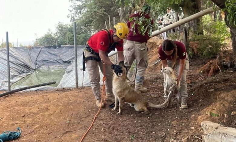 Perros rescatados