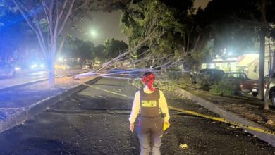 Policía Morelia, árbol caído