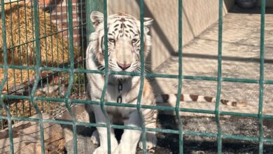 Tigre, FGE
