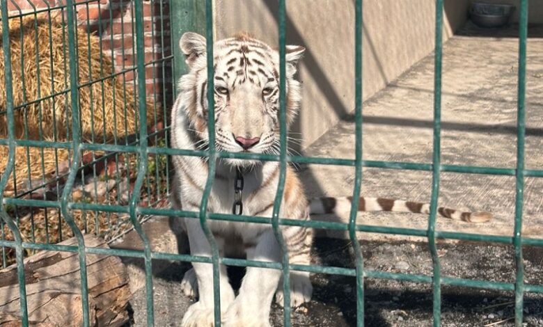 Tigre, FGE