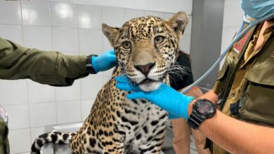 Zoológico de Morelia, Jaguar