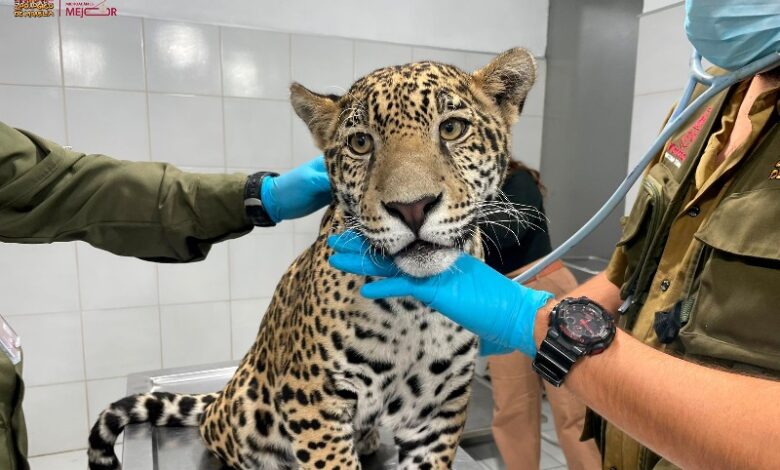Zoológico de Morelia, Jaguar