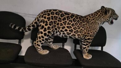 FGE, Jaguar