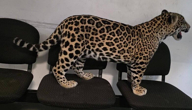 FGE, Jaguar