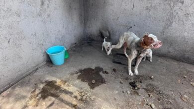 Perros maltratados