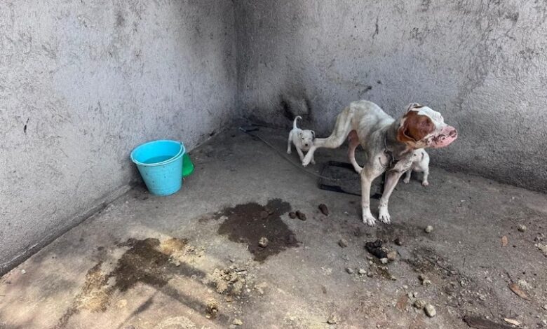 Perros maltratados
