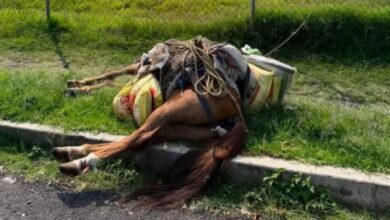 Caballo tirado