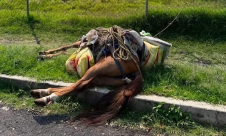 Caballo tirado