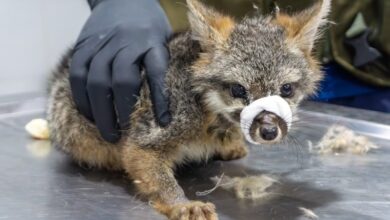 Zoológico de Morelia, Zorro gris