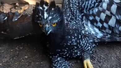 Águila tirana, Sierra Gorda