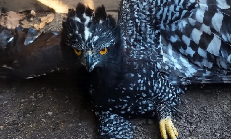 Águila tirana, Sierra Gorda