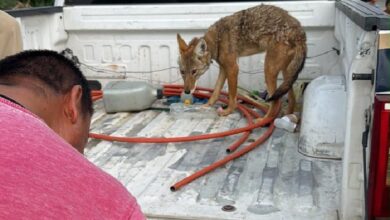 Coyote mexicano, Numarán