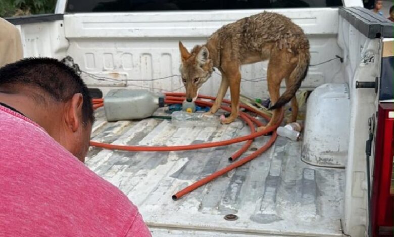 Coyote mexicano, Numarán