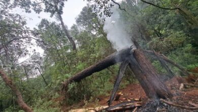 Árbol se incendia
