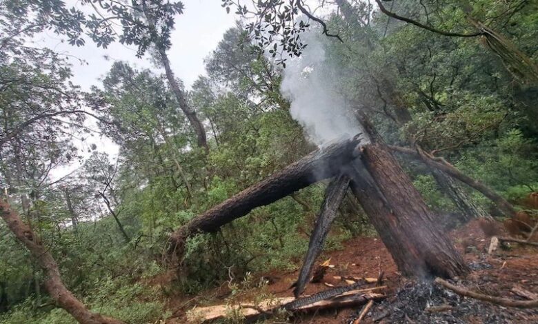 Árbol se incendia
