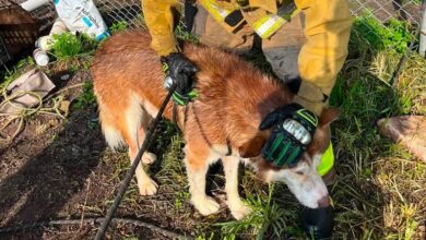 Tarímbaro, Rescate animal, Protección Civil, Bomberos