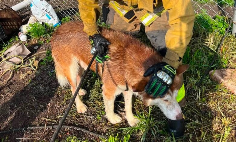 Tarímbaro, Rescate animal, Protección Civil, Bomberos