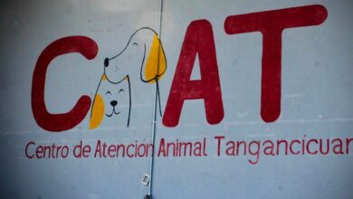 Mural del Centro de Atención Animal