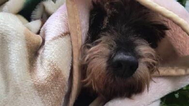 Rescate de perro atrapado